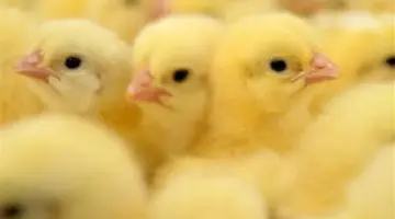 تفاوت أسعار الكتاكيت بين الشركات والمزارع.. كم سجل سعر كتكوت الوادي اليوم؟